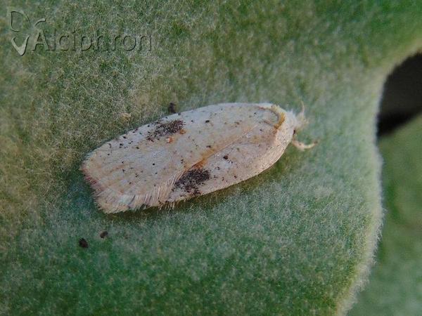 Agonopterix nervosa