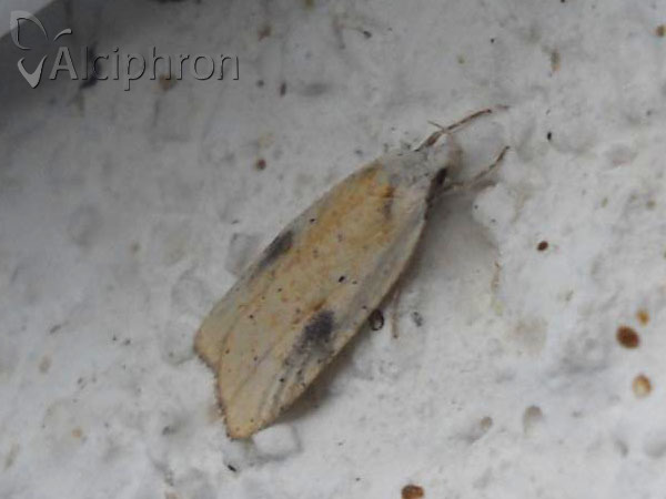 Agonopterix nervosa