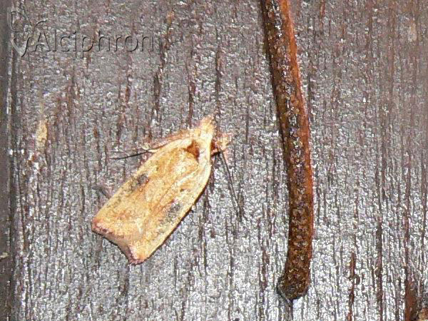 Agonopterix nervosa