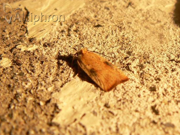 Agonopterix nervosa