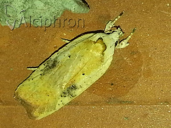 Agonopterix nervosa