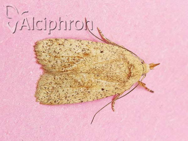 Agonopterix nervosa