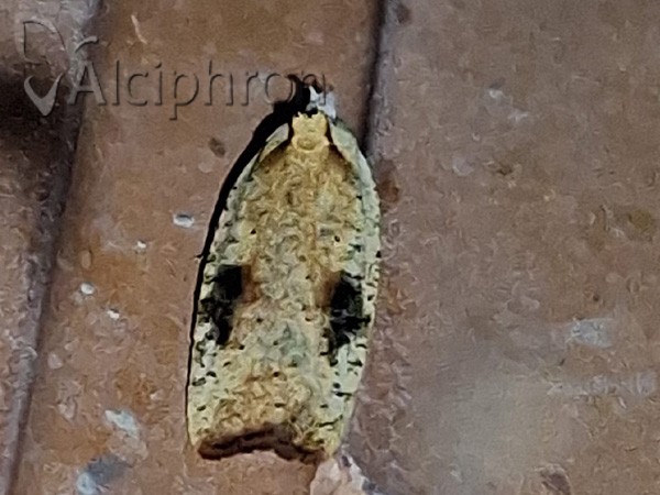 Agonopterix nervosa