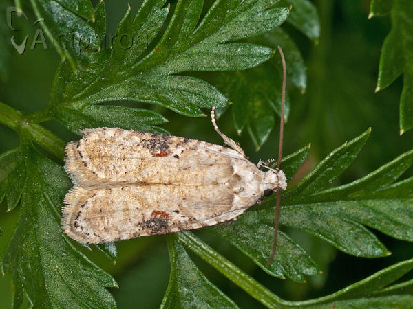 Agonopterix alstromeriana