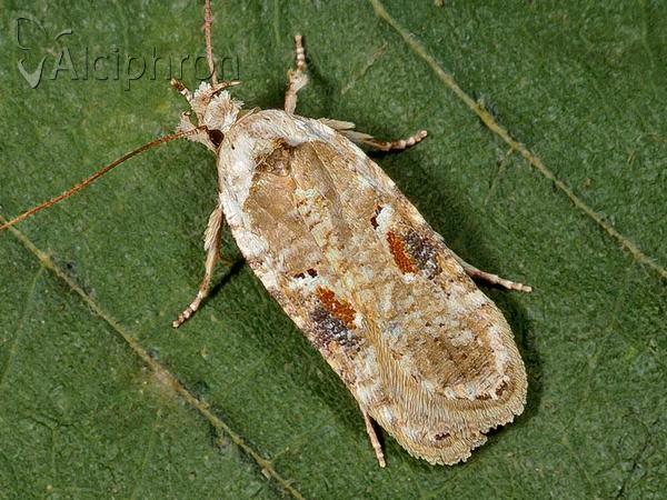 Agonopterix alstromeriana