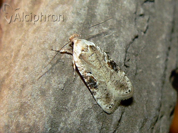 Agonopterix alstromeriana