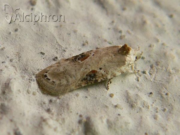 Agonopterix alstromeriana