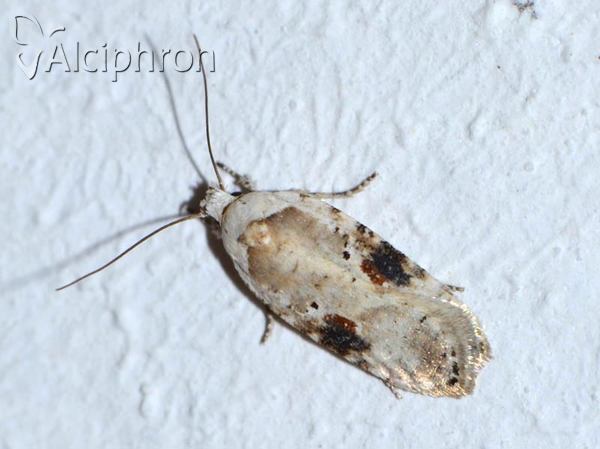 Agonopterix alstromeriana