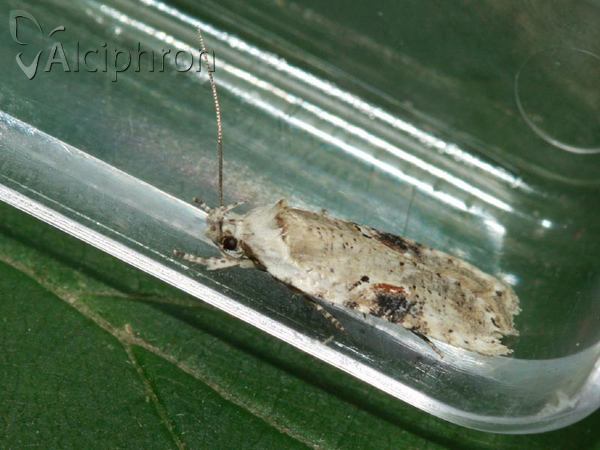 Agonopterix alstromeriana