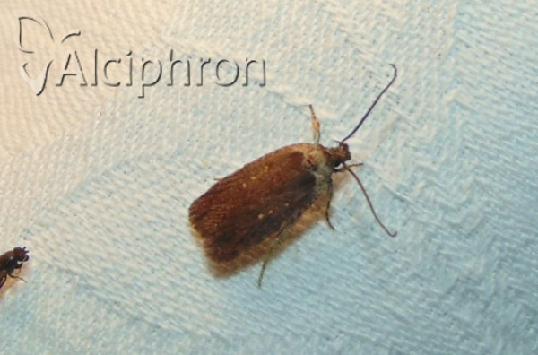 Agonopterix cnicella