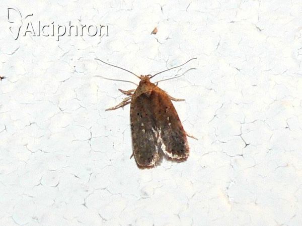 Agonopterix senecionis