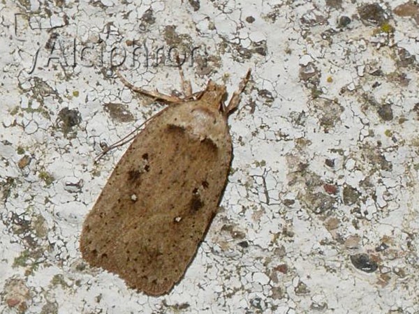 Agonopterix yeatiana