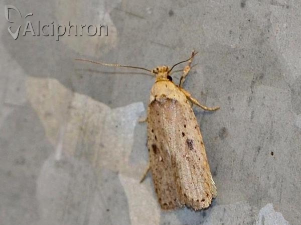 Agonopterix yeatiana