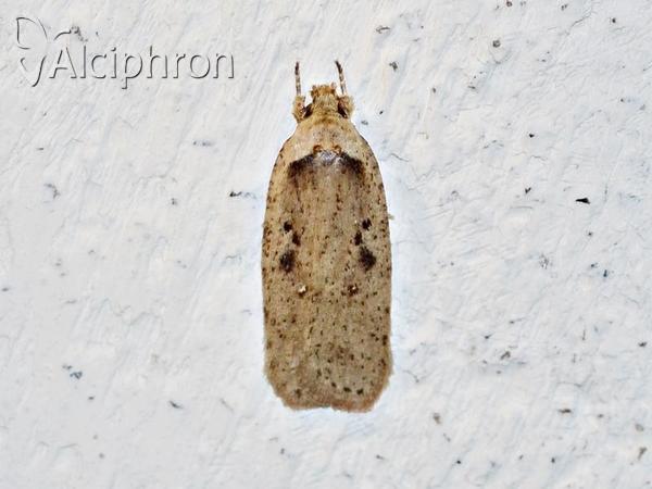 Agonopterix yeatiana