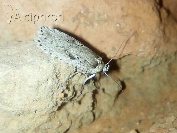 Agonopterix yeatiana