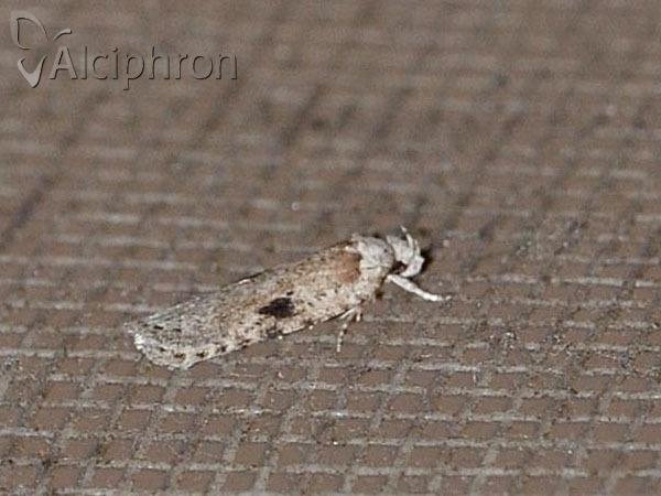 Agonopterix yeatiana