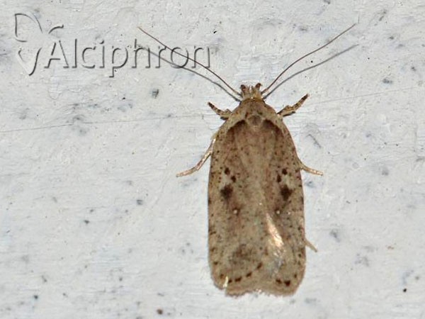 Agonopterix yeatiana