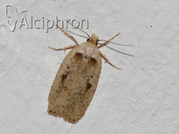 Agonopterix yeatiana