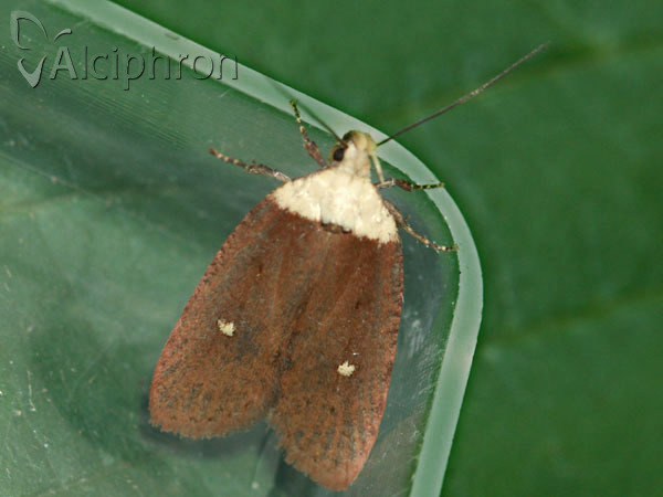Agonopterix furvella