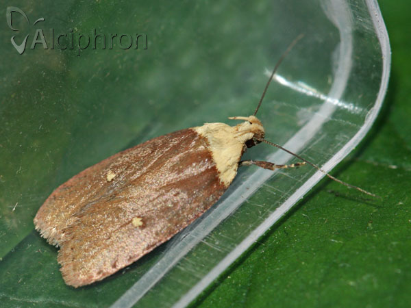 Agonopterix furvella