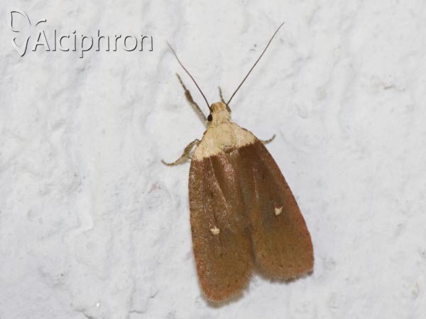 Agonopterix furvella