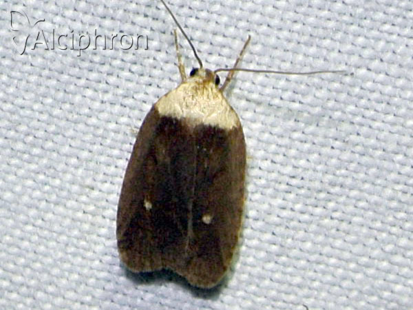 Agonopterix furvella