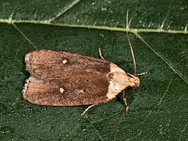 Agonopterix furvella