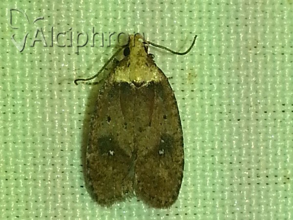 Agonopterix ferulae