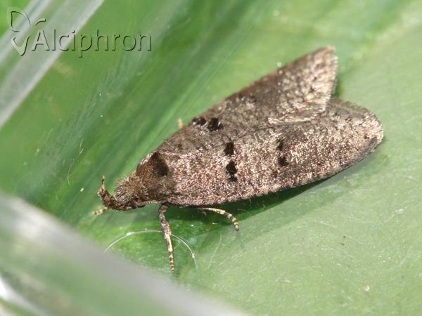 Luquetia lobella