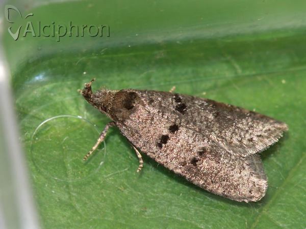 Luquetia lobella