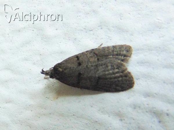 Luquetia lobella