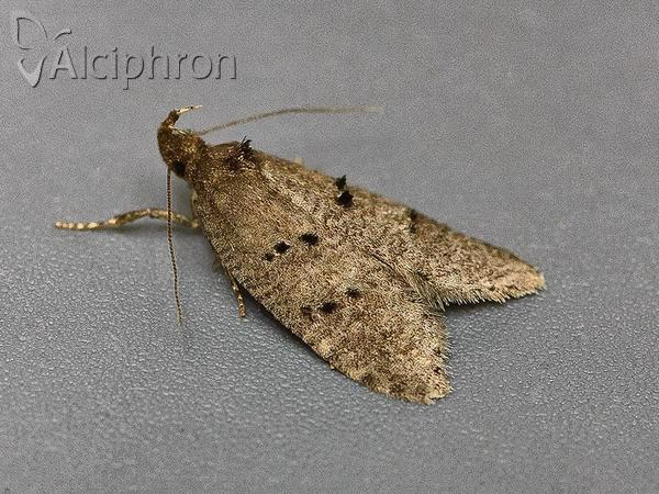 Luquetia lobella
