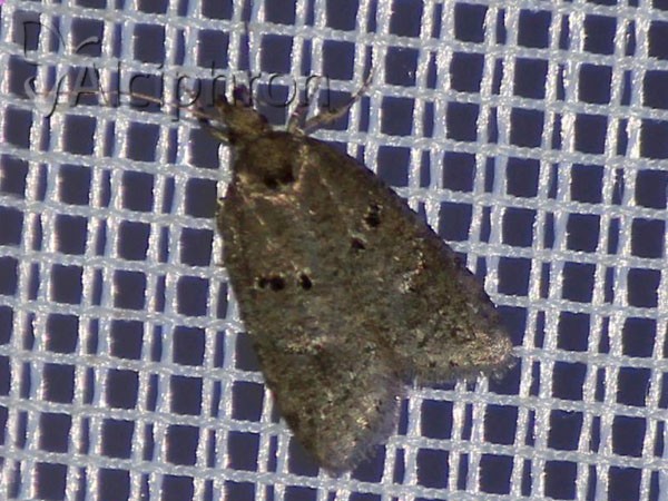 Luquetia lobella