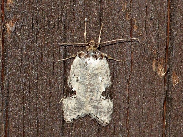 Luquetia orientella