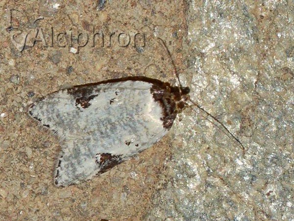 Luquetia orientella