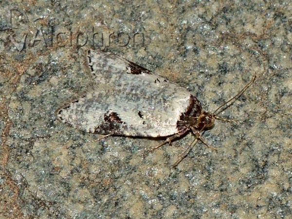 Luquetia orientella