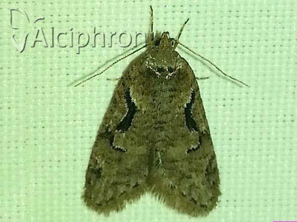Semioscopis steinkellneriana