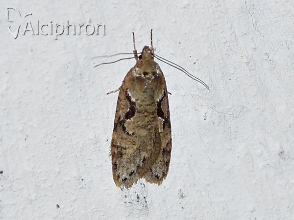 Semioscopis steinkellneriana