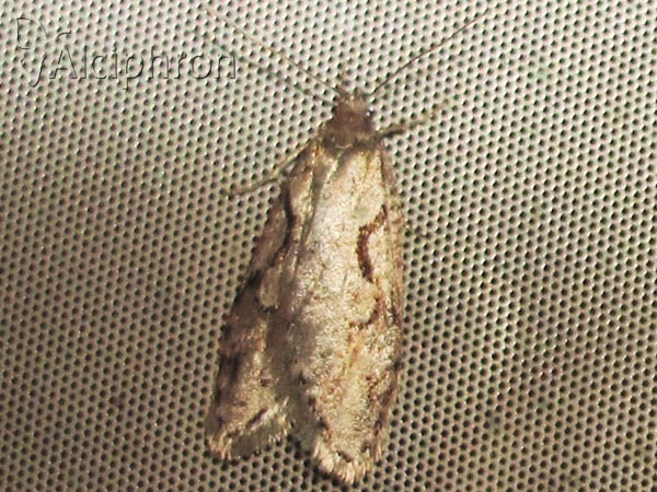 Semioscopis steinkellneriana