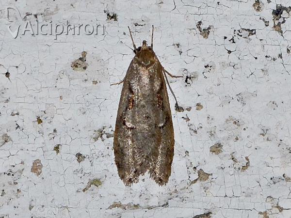 Semioscopis steinkellneriana