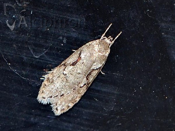 Semioscopis steinkellneriana