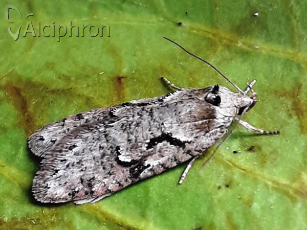 Semioscopis steinkellneriana
