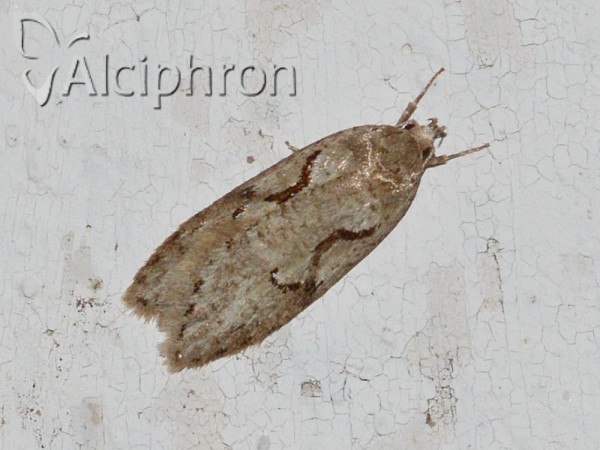 Semioscopis steinkellneriana