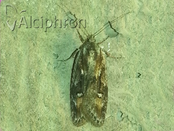 Semioscopis oculella
