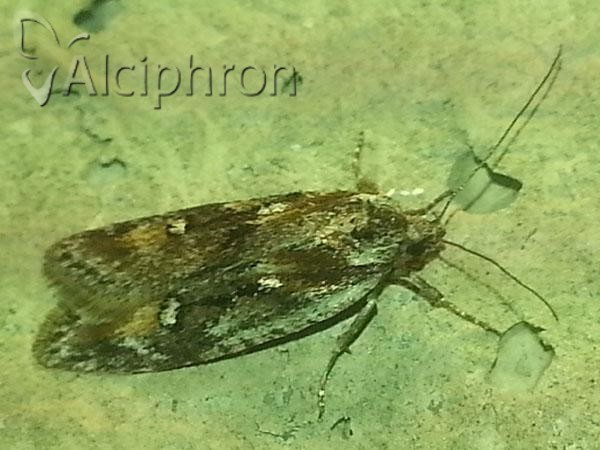 Semioscopis oculella