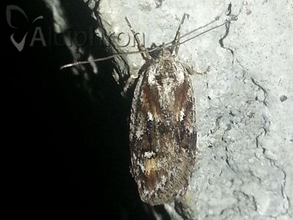Semioscopis oculella