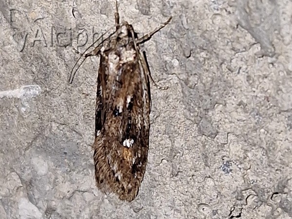 Semioscopis oculella