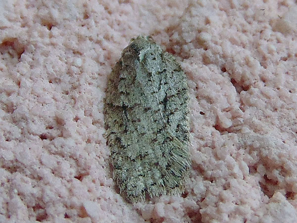 Semioscopis strigulana