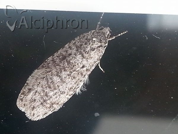 Semioscopis strigulana