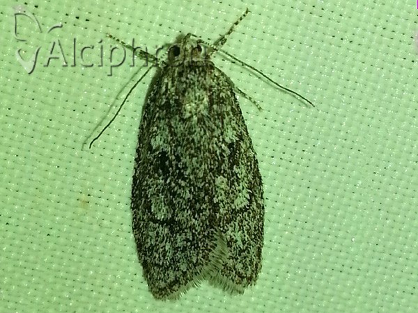 Semioscopis strigulana